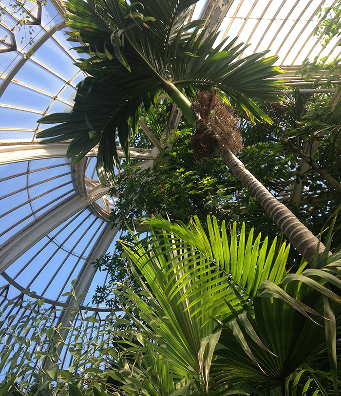 Palmblad som blänker under solen